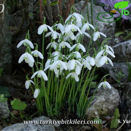 Galanthus peshmenii