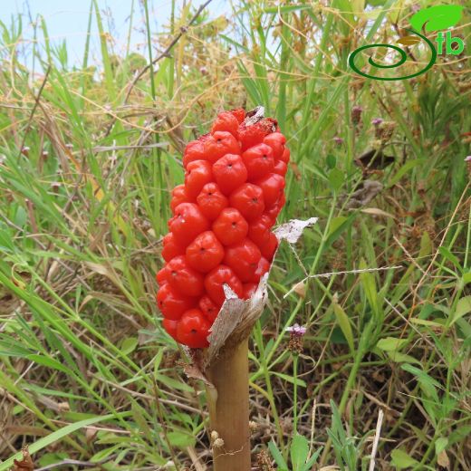 Araceae-Yılanyastığıgiller