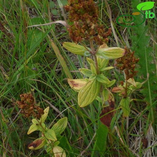 Hypericum hirsutum