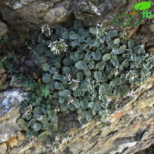 Stachys petrokosmos