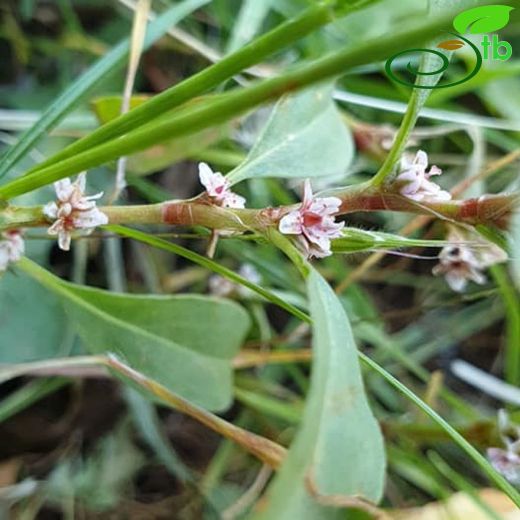 Polygonum aviculare
