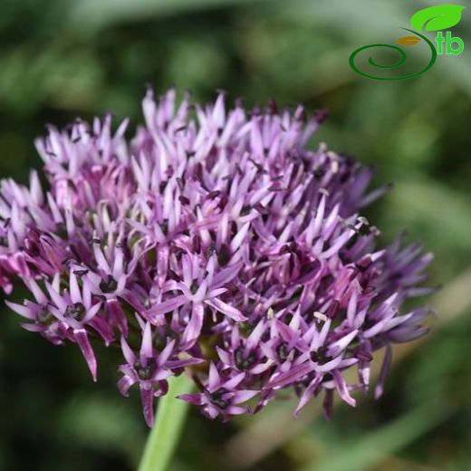 Allium cyrillii