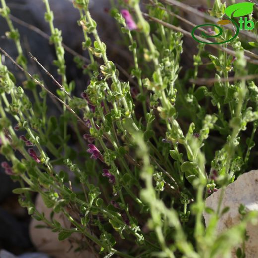 Scutellaria-Kaside