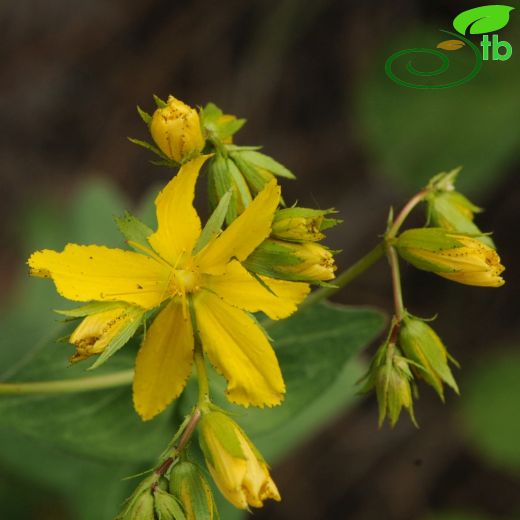 Hypericum montbretii