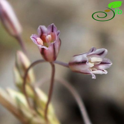 Allium peroninianum