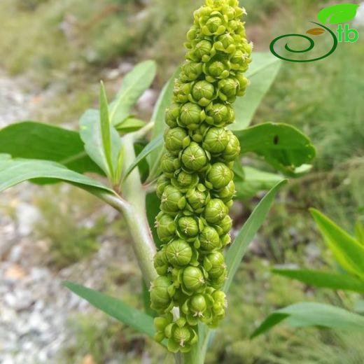 Phytolacca-Şekerciboyası