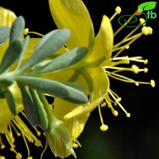 Hypericum vaccinifolium