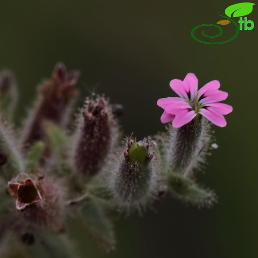 Saponaria viscosa