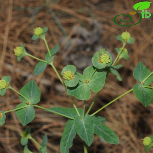 Euphorbiaceae-Sütleğengiller