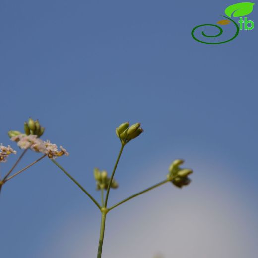 Falcaria falcarioides