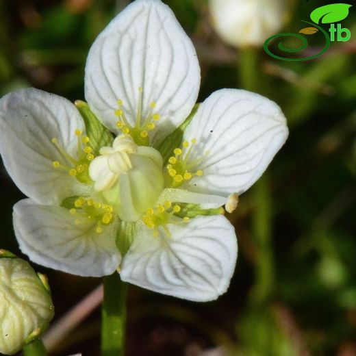 Celastraceae-İğağacıgiller