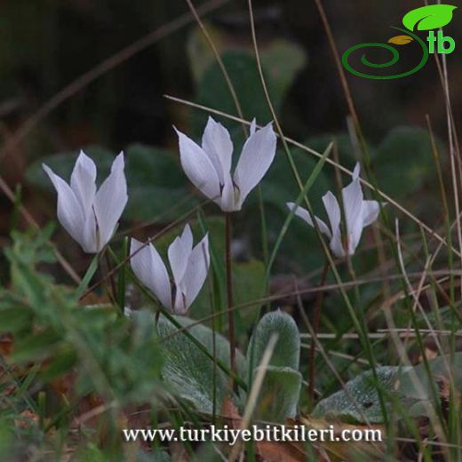 Cyclamen intaminatum