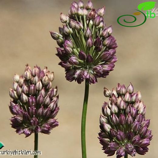 Allium scorodoprasum