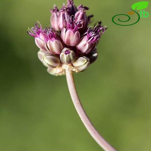 Allium curtum