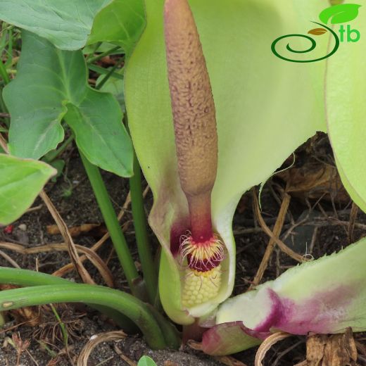 Araceae-Yılanyastığıgiller
