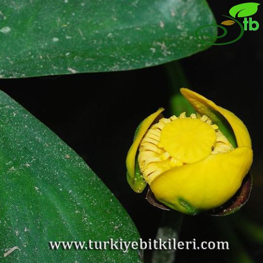 Nuphar-Sarınilüfer