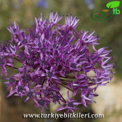 Allium kandemirii