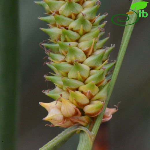 Cyperaceae-Hasırotugiller