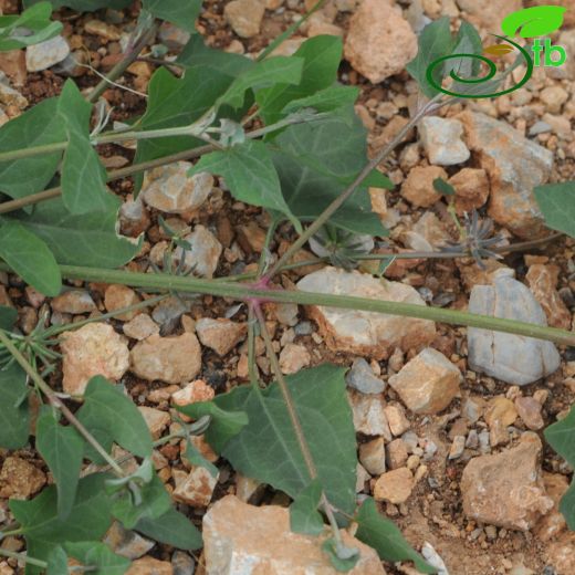 Chenopodium-Sirken