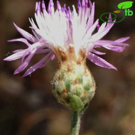 Asteraceae-Papatyagiller