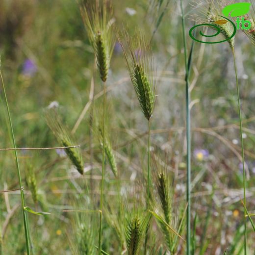 Hordeum-Arpa