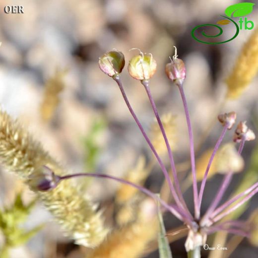 Allium wendelboanum