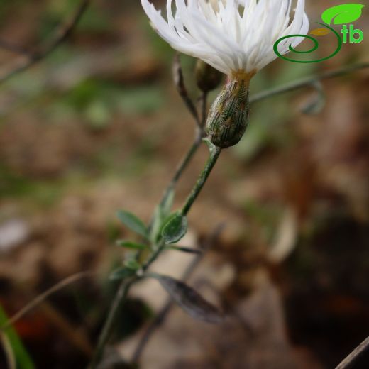Centaurea inermis