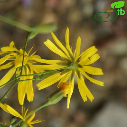 Lapsana grandiflora