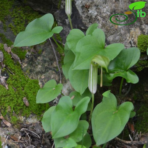 Araceae-Yılanyastığıgiller