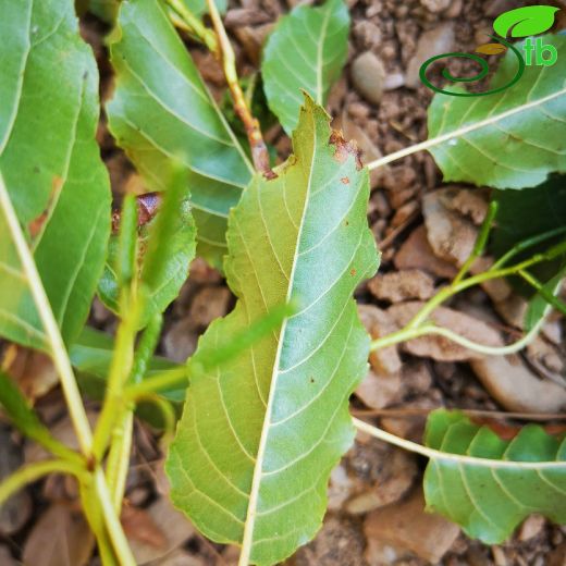 Betulaceae-Huşgiller