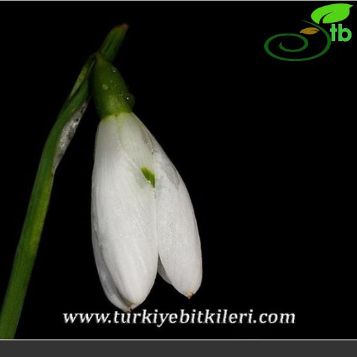 Galanthus elwesii