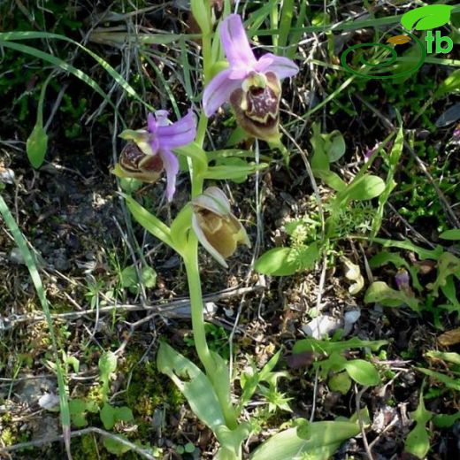 Ophrys candica