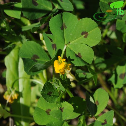 Medicago arabica