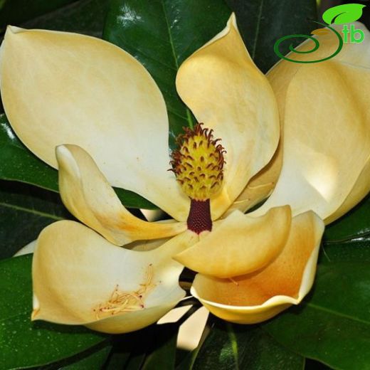 Magnoliaceae-Manolyagiller