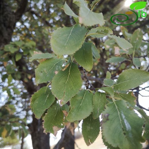 Rosaceae-Gülgiller