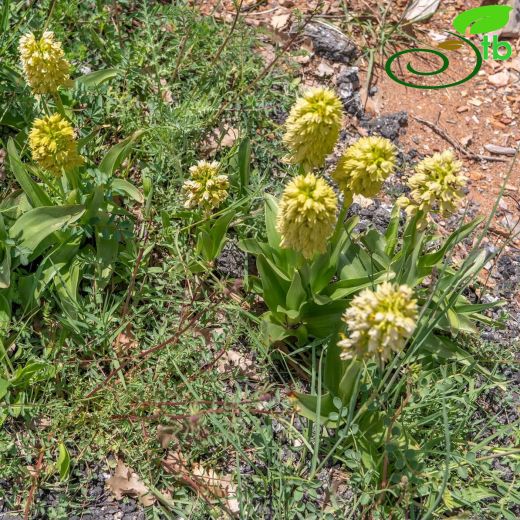 Orchis-Salep