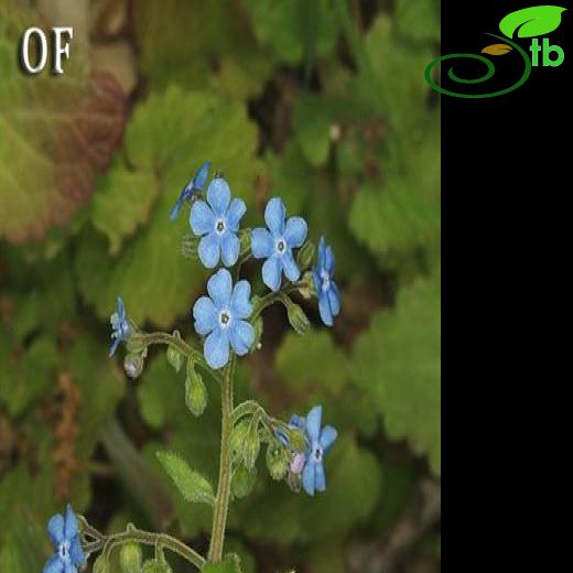 Brunnera-Göğcegözü