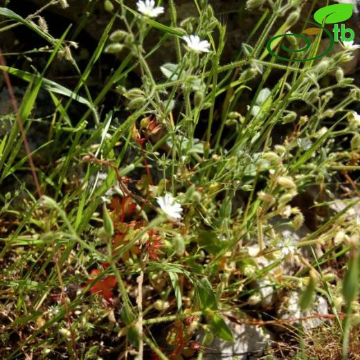 Stellaria cilicica