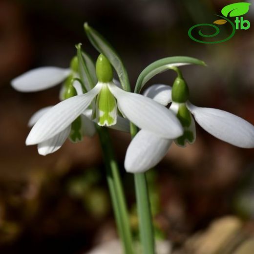 Galanthus bursanus