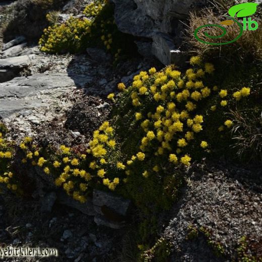 Saxifraga sancta