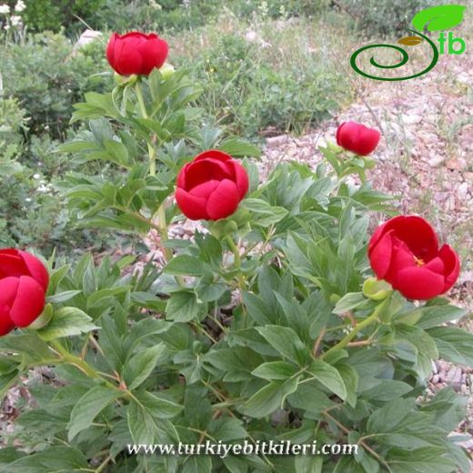 Paeonia peregrina