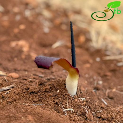 Araceae-Yılanyastığıgiller