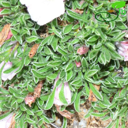 Convolvulus assyricus