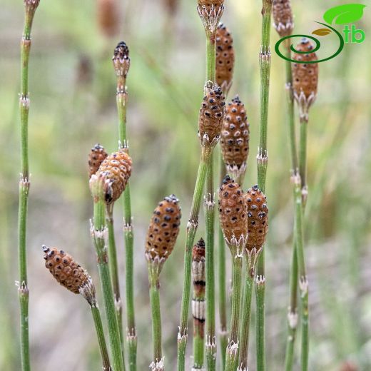 Equisetaceae-Atkuyruğugiller