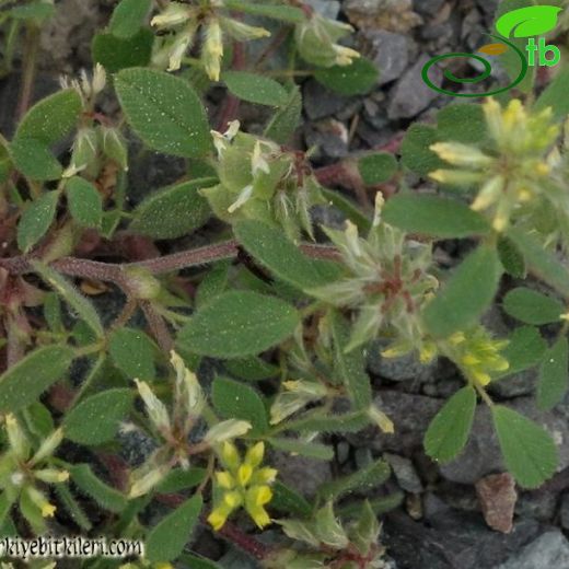 Medicago brachycarpa