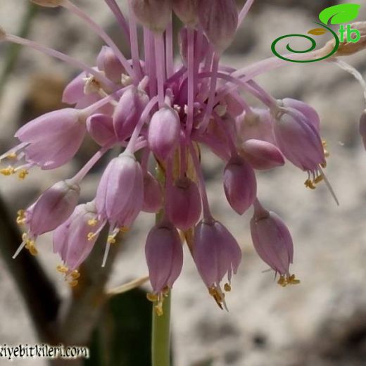 Allium sieheanum