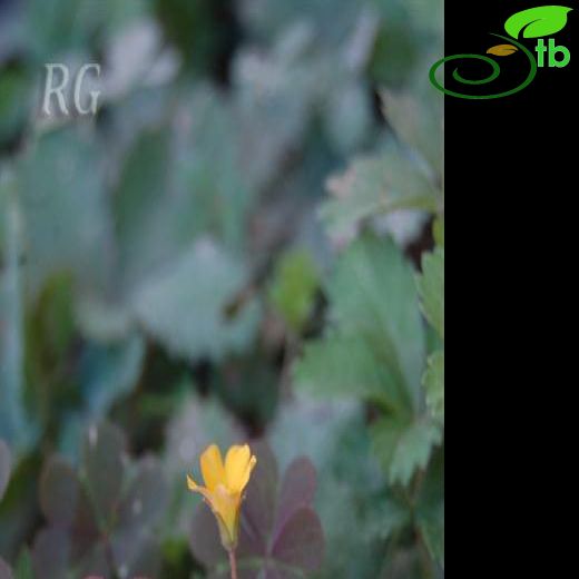 Oxalis corniculata