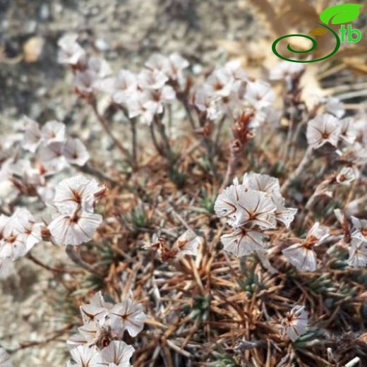 Acantholimon anatolicum