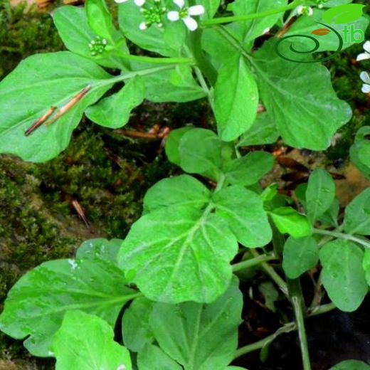 Cardamine lazica