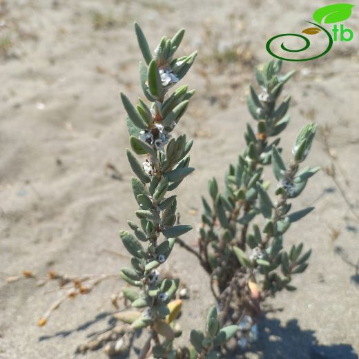 Polygonum maritimum